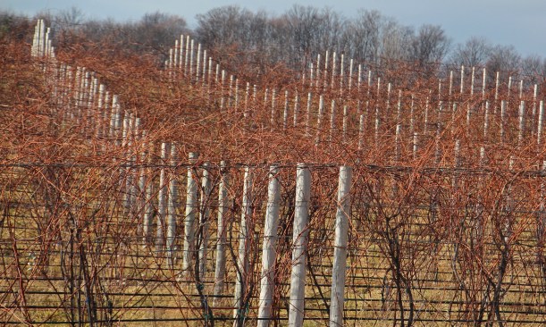 Hillside of hope for next year's vintage 