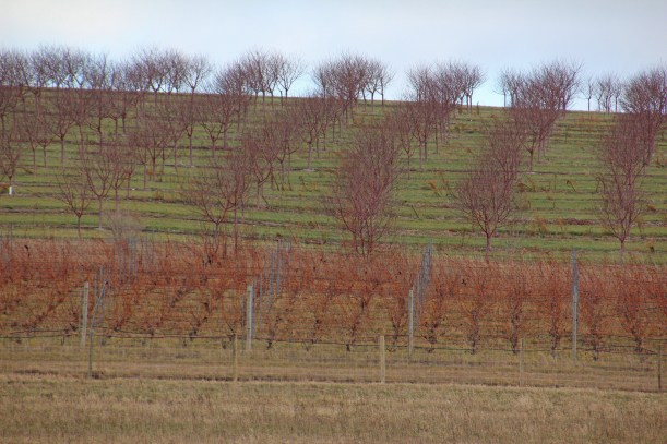 Grapes and cherries share a hillside