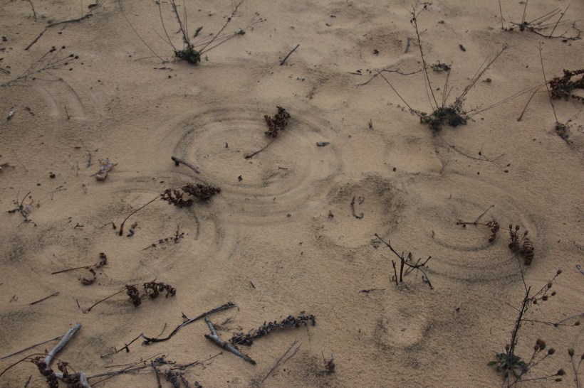Grasses leave their marks in the dunes after Thursdays wind.