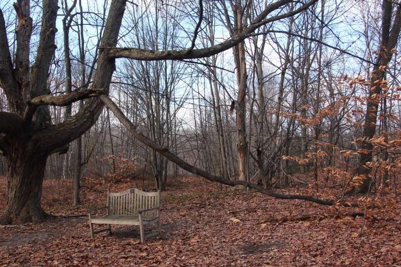 Memorial bench provides a place for reflection.
