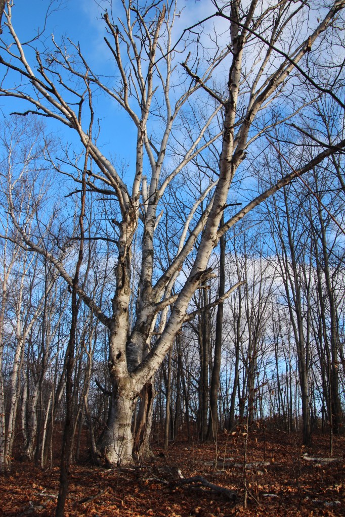 One of many huge birch trees.