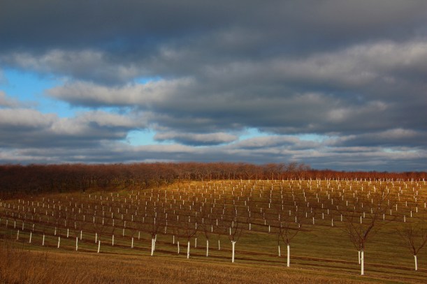 Young trees next to old