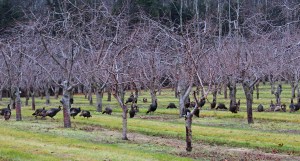 Turkeys in the orchard!