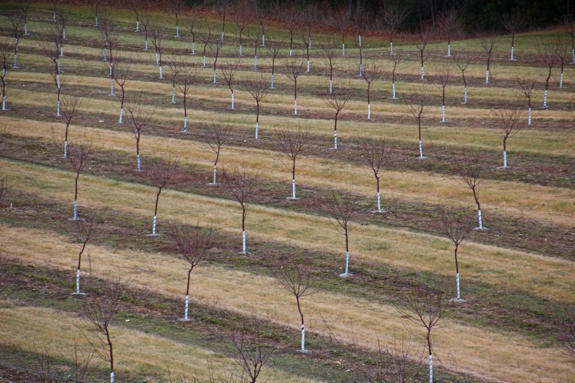 Brand new orchard in the making