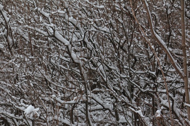 Nature's patterns attracted my attention.