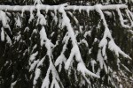 Snow on spruce