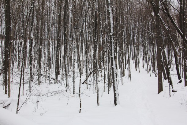 More winter texture and pattern.