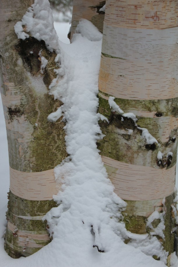 Pretty birch and snow.