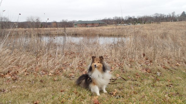 See our library way over there behind the pond?