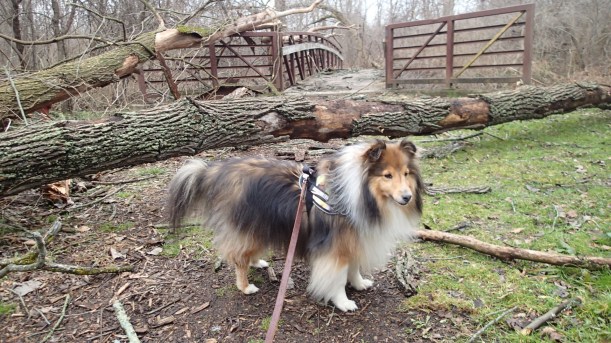 This is actually a cute bridge.