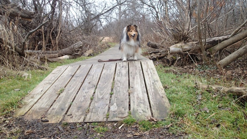 It's just a dogwalk mama!