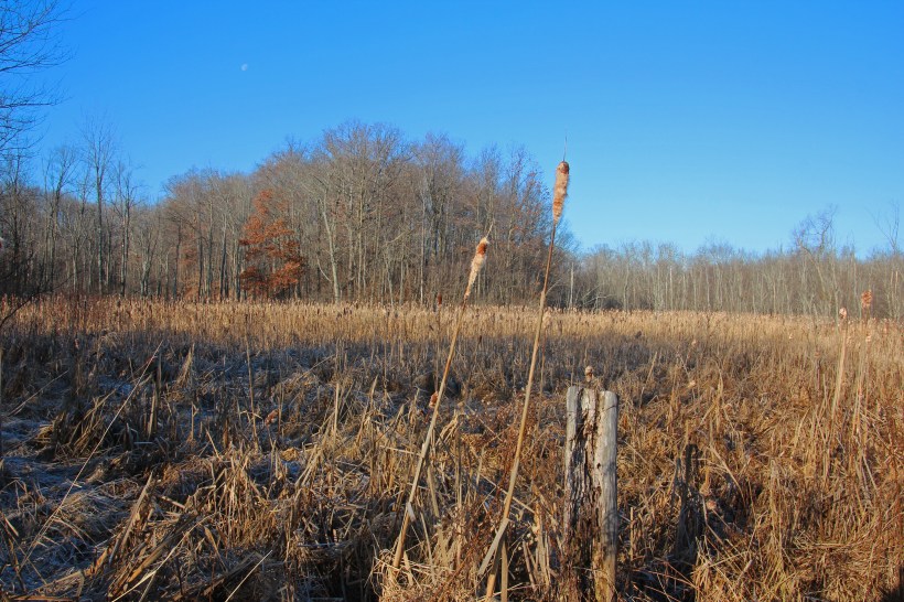 Blue skies above the marsh.