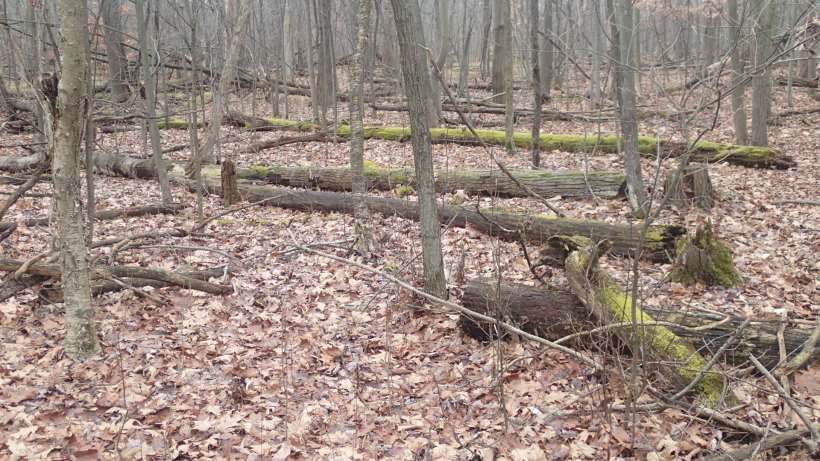 Green is everywhere if you look.