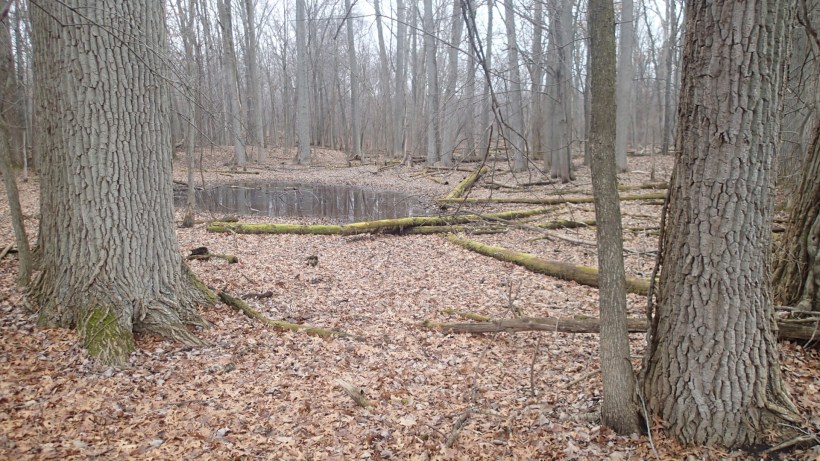 Pond tucked back behind the trees.