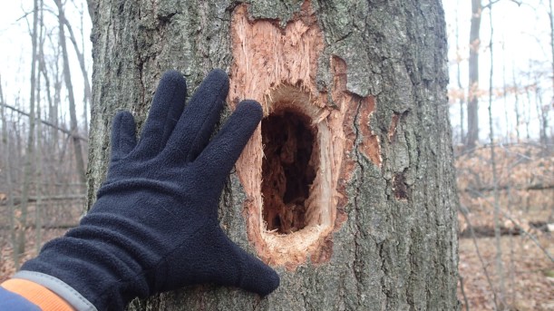 New bird condo in the making.