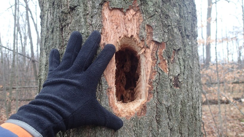 New bird condo in the making.