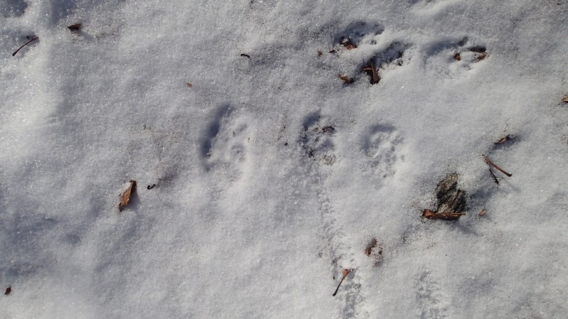 Katie's print is on the left., next to the 'dog' print.