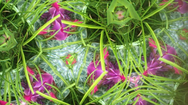 Spring in the eyepiece.