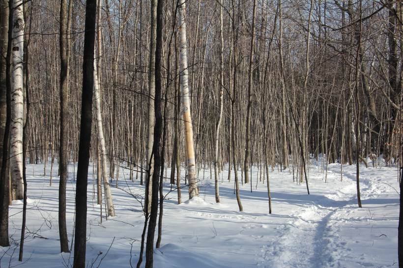 Just a walk in the woods.