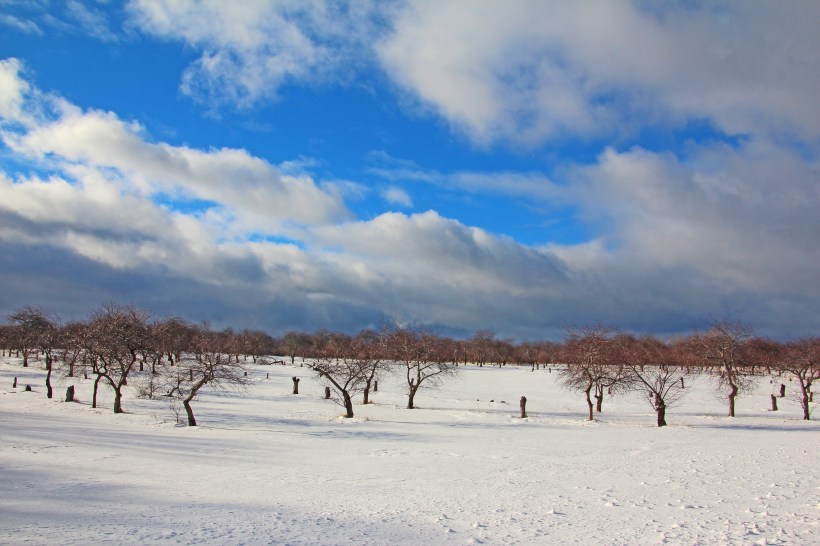 Orchards resting until spring.