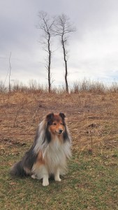 Mama likes these two trees.  I don't know why.