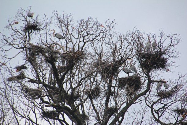 Waiting for the newborns.