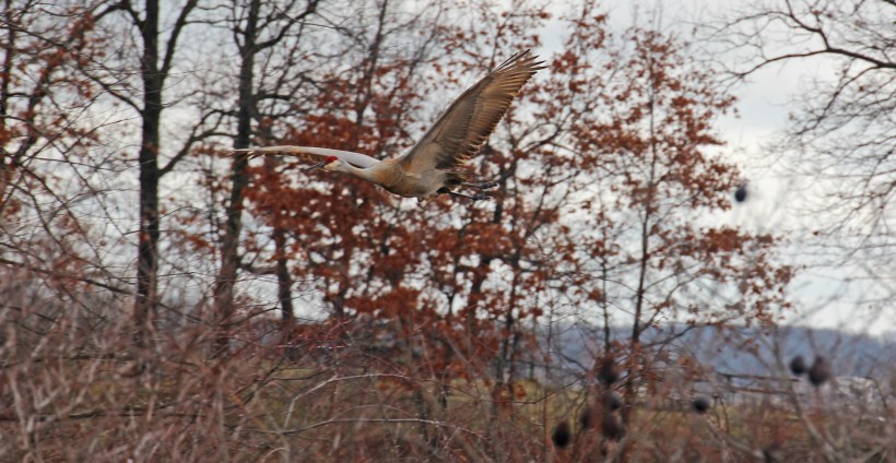 Can you see him?  I know it's a him...you will too.