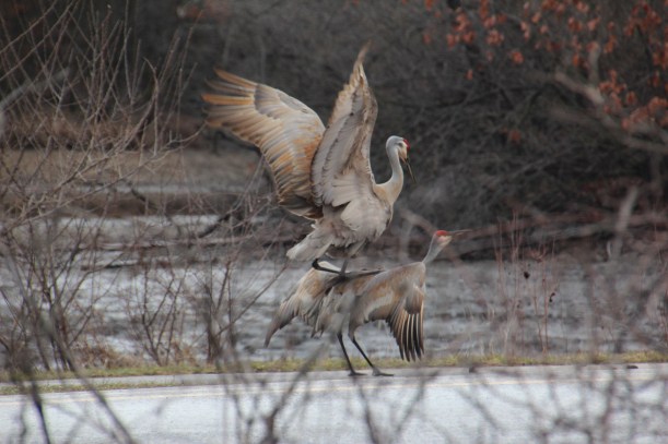 Didn't even look to see if there were any cars coming.