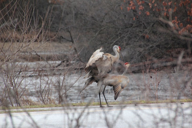 Quick!  Someone's coming!