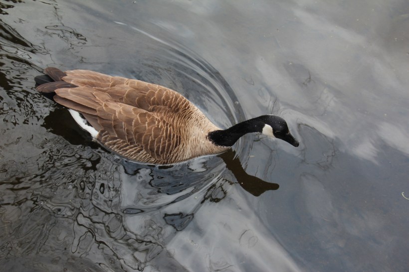 Got anything good up there lady?