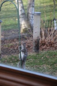 Imported Photos 01532