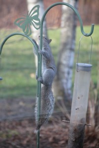 Imported Photos 01533