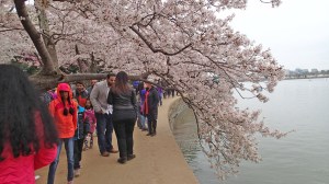 Crowds enjoy the blossoms.