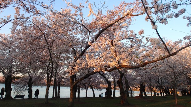 Morning light and cherry blossoms.