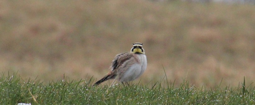 A Horned Lark! From my walk earlier this week.
