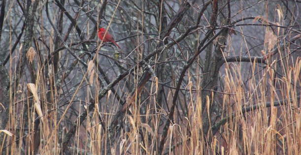 Just stopped by to say hello