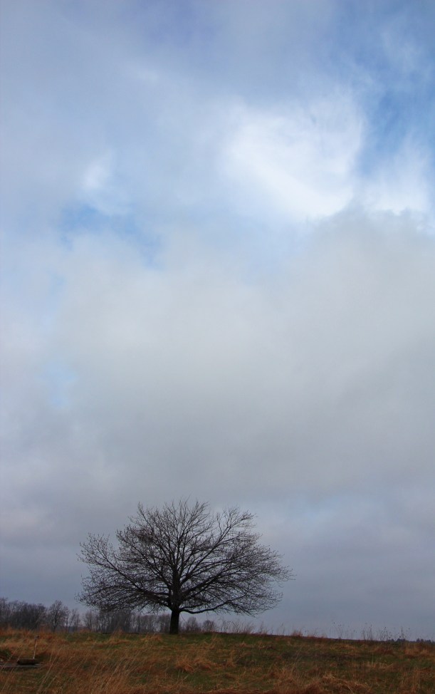 Little tree, big sky