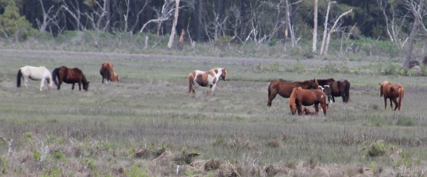 There's some youngsters in the herd!