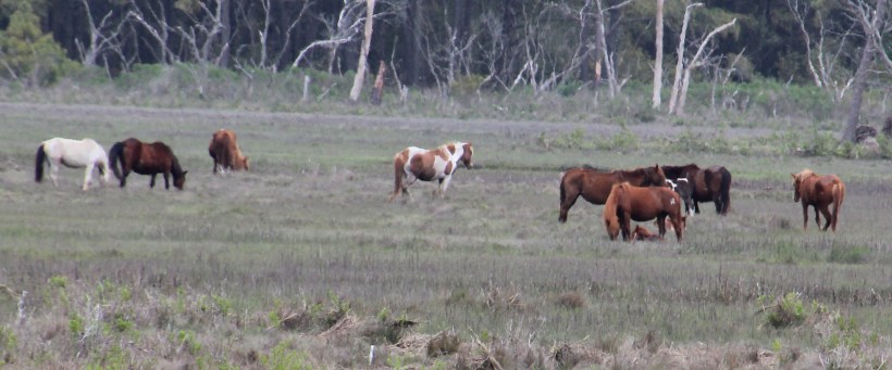 There's some youngsters in the herd!