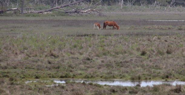 Way back there is a mom and her little one.