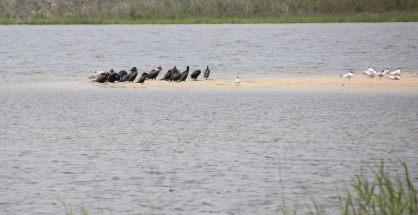 What are these largish dark birds?