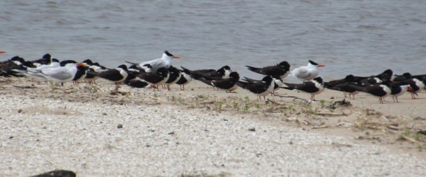 I think there are a couple different kinds of birds here, none of which I recognize.