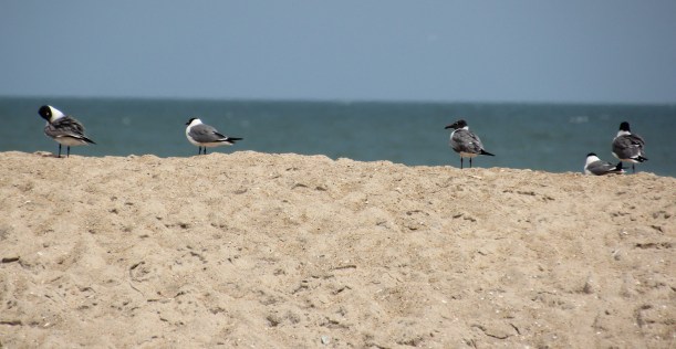 I have an idea what these are...can anyone confirm?