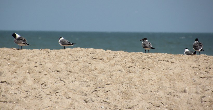 I have an idea what these are...can anyone confirm?