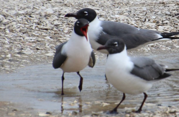 What you talkin about lady?