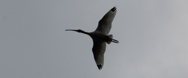 Does this help identify the bird?