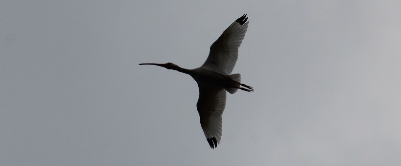 Does this help identify the bird?