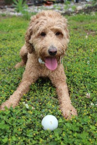 All I want to do is PLAY lady!