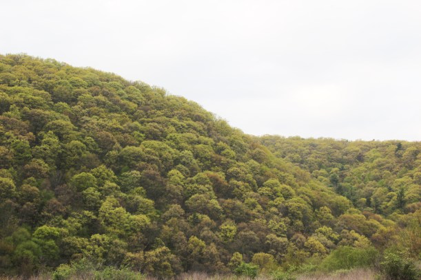 Green hills of Virginia.