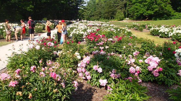 The peony garden.